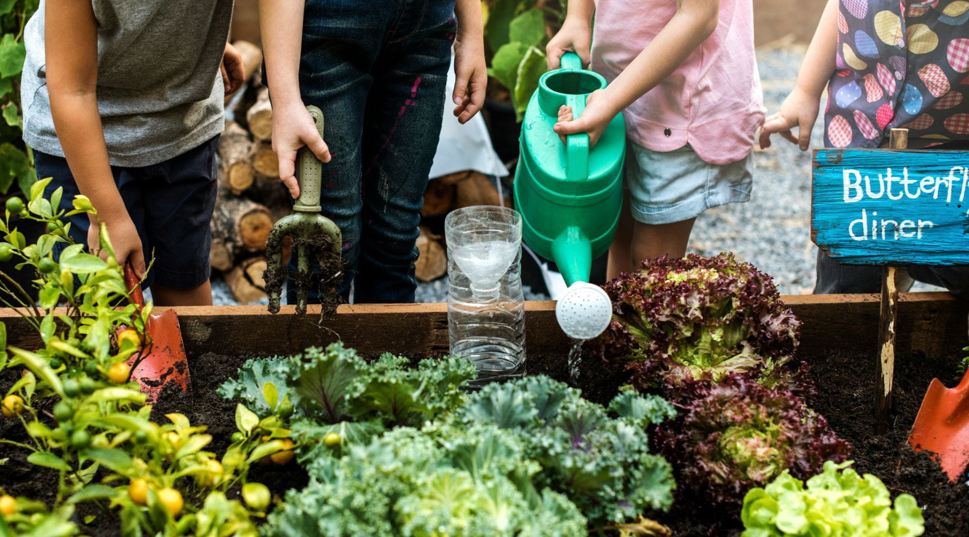 Children tending vegetables and watering plants in a school kitchen garden bed