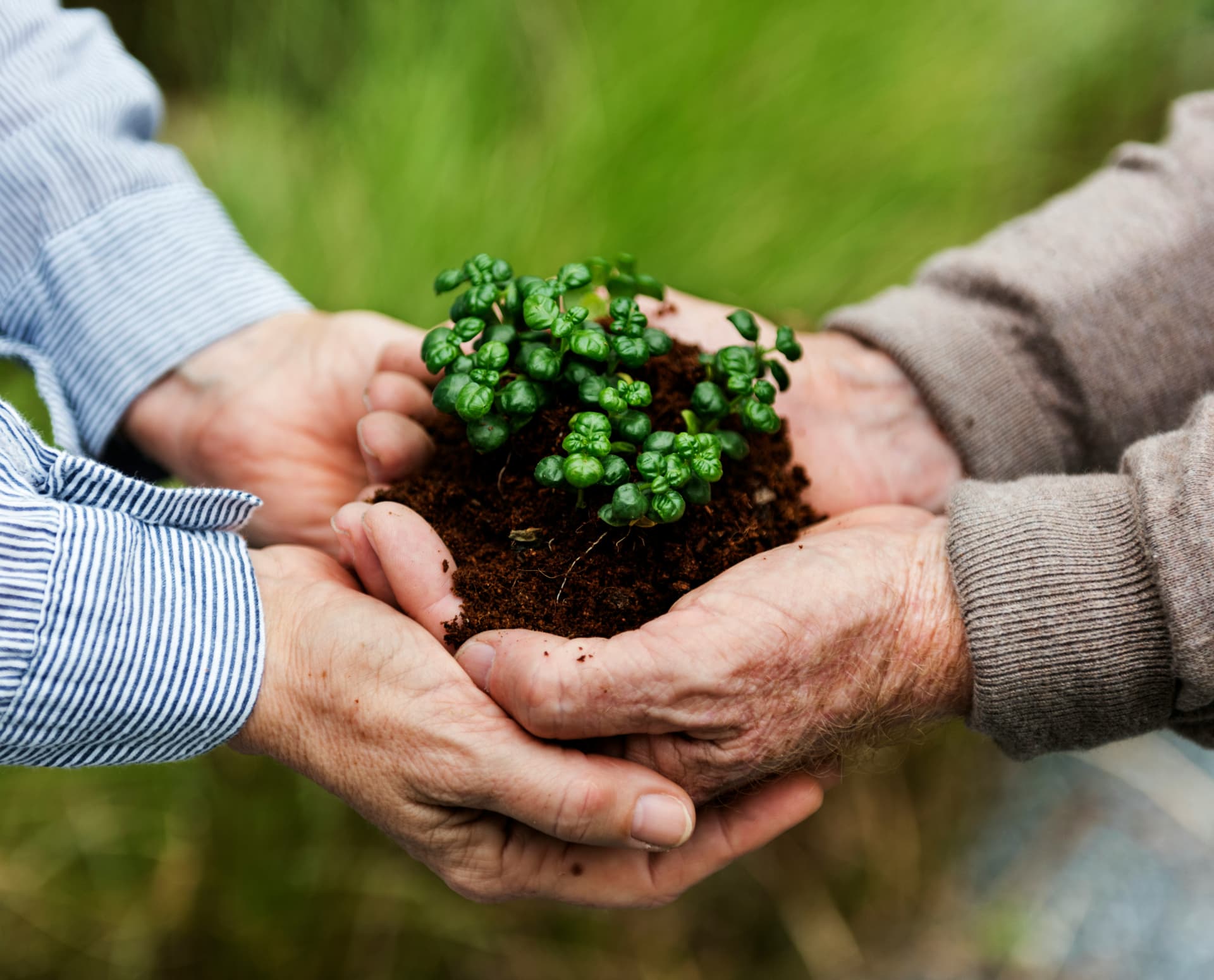 Two pairs of hands cradling soil with a young green seedling