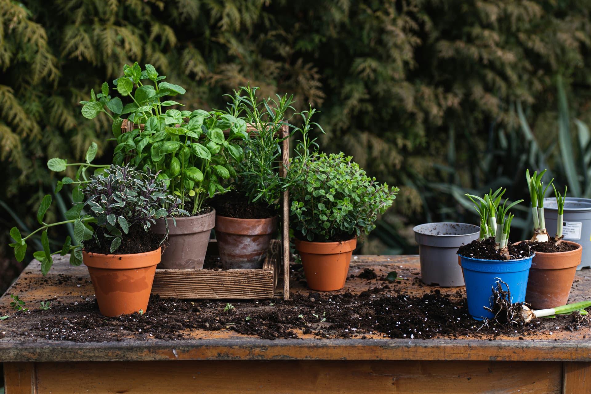 Potted herbs and seedlings lined up on a rustic garden potting bench